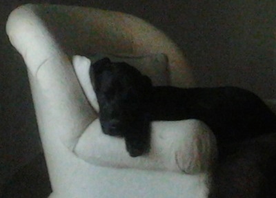A black with white Irish Dane is sleeping in an arm chair with its head and front paw hanging over the edge.